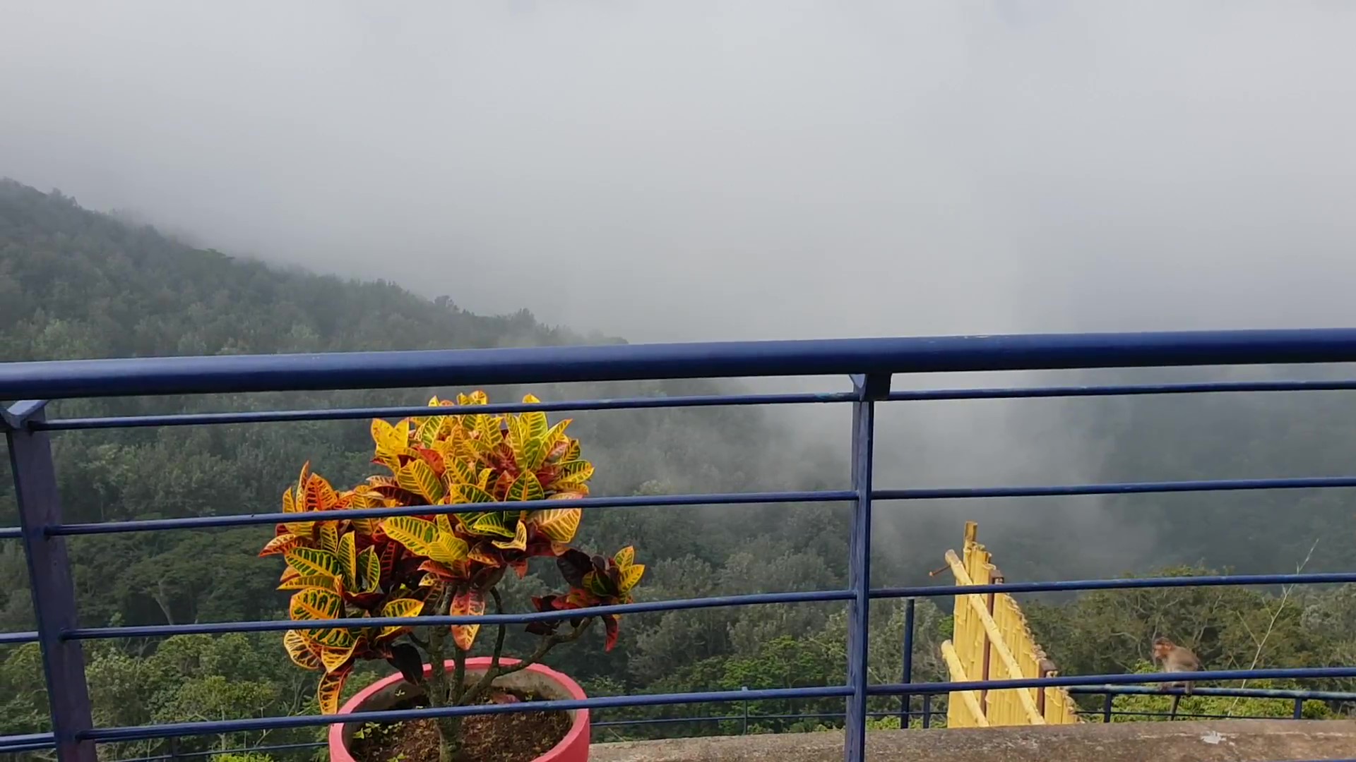 Yercaud – the hidden gem of the Eastern Ghats