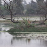 Keoladeo National Park