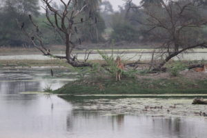 Keoladeo National Park