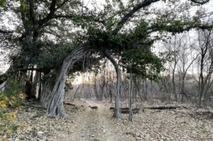 Best Zone for Tiger sighting in Ranthambore National Park