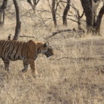 Latest Ranthambore Blog- Planning and Itinerary