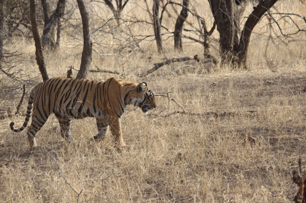 Latest Ranthambore Blog- Planning and Itinerary